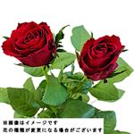 バラ 赤ピンク系 2本束【置き楽配送指定不可】