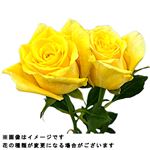 バラ 黄オレンジ系 2本束【置き楽配送指定不可】