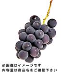 【予約】山梨県などの国内産 種なし巨峰 280g入 1パック【6日～12日後お渡し】