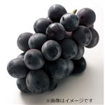 【予約】岡山県などの国内産 種なしピオーネ 2kg【6日～12日後お渡し】