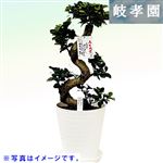 【父の日予約】岐阜県 岐孝園 人生大吉 ガジュマル曲がり 皿付き（白）24cm黒セラート鉢【置き楽配送指定不可】【6／12～6／15お渡し】