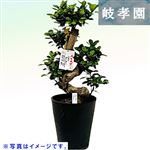 【父の日予約】岐阜県 岐孝園 人生大吉 ガジュマル曲がり 皿無し（黒）24cm黒セラート鉢【置き楽配送指定不可】【6／12～6／15お渡し】
