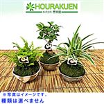【父の日予約】岐阜県 豊楽園 苔玉皿付き 1個【置き楽配送指定不可】【6／12～6／15お渡し】