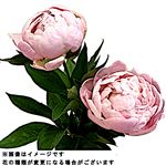 しゃくやく 2本束【置き楽配送指定不可】