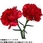 スタンダードカーネーション 赤ピンク系 2本束【置き楽配送指定不可】