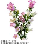 カンパニュラ 2本束【置き楽配送指定不可】