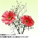 ガーベラブーケ ピンク系 1束【置き楽配送指定不可】