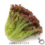 トップバリュ グリーンアイ オーガニック 長野県などの国内産 サニーレタス 1袋