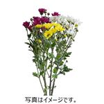 小菊ミックス（小菊赤白黄 各1本）