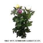 大菊ミックス 赤白黄各1本