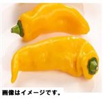 静岡県 などの国内産 プリンセスパプリカ（黄）1袋