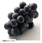 山梨県 などの国内産 ぶどう（たねなし巨峰）750g化粧箱 1箱