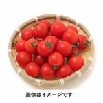 熊本県 などの国内産 ミニトマト 特大パック 1パック