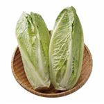 長野県 などの国内産 ロメインレタス 1個