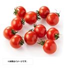 福井県 などの国内産 ミニトマト（甘しぼり）1パック