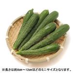 北海道 などの国内産 ミニきゅうり 1パック