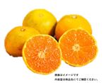宮崎県 などの国内産 陽蜜みかん 1袋