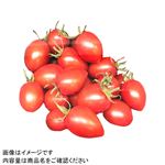 宮崎県などの国内産 トップバリュ減の恵 ミニトマト（アイコ大）1パック