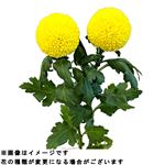ピンポンマム 黄系 2本束【置き楽配送指定不可】