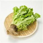 トップバリュ 岡山県などの国内産 サンチュ（根付き）1袋