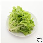 トップバリュ減の恵み 茨城県などの国内産 水耕レタス（モコヴェール）1袋