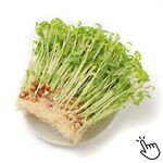 トップバリュグリーンアイオーガニック 岐阜県などの国内産 豆苗 1パック