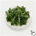 茨城県などの国内産 SCスイートバジル 1パック