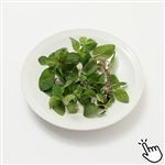 茨城県などの国内産 SCペパーミント 1パック