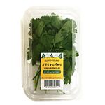 茨城県などの国内産 SCイタリアンパセリ 1パック