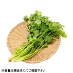群馬県などの国内産 パクチー（香草）徳用 80g 1袋