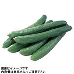 茨城県などの国内産 理由ありきゅうり（大袋）6本入 1袋