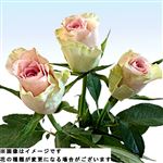 輸入バラ ピンク 3本束【木曜日の配送限定】【置き楽配送指定不可】