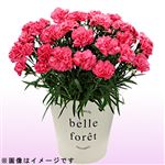 【母の日予約】プレミアムカーネーション レッドピンク系 18cm鉢【5／8～5／11お渡し】【置き楽配送指定不可】