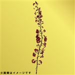 サンキライ赤ストレート 1本束【置き楽配送指定不可】【11／21～お渡し】