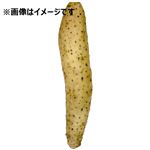 青森県産（JAゆうき青森）長いも（Sサイズ）1本 【11月14日～11月16日のお受取り】