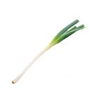 埼玉県などの国内産 白ねぎ 1束 【11月7日～11月9日のお受取り】