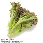 トップバリュ 静岡県 などの国内産 レッドリーフ 1袋