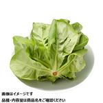 鳥取県 などの国内産 サラダ菜 1袋 【9月15日～9月16日のお受取り】