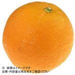 トップバリュ オーストラリア などの国外産 甘さギュッとオレンジ 1個