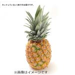 フィリピン などの国外産 ミニグローパイン 1株
