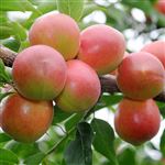 【予約】和歌山県産JAわかやま（紀州地域本部） 露茜 2L UP 2kg 1箱 ※100点限り 【6月20日~6月22日のお受取り】