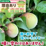 【予約】和歌山県産JAわかやま（紀州地域本部） 雹害果南高梅 L UP 2kg 1袋 【6月13日~6月15日のお受取り】