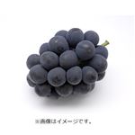 【予約商品】山梨県産他 ぶどう（藤稔）1房 【9月13日～9月15日のお受取り】