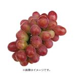 【予約商品】山梨県産 ぶどう（クイーンニーナ）1房 【9月13日～9月15日のお受取り】