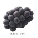 【予約商品】岡山県産 ぶどう（オーロラブラック）1房 【9月13日～9月15日のお受取り】