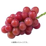 【予約商品】石川県産 ぶどう（ルビーロマン）1房 【9月13日～9月15日のお受取り】