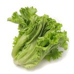 福岡県 などの国内産 グリーンレタス 1束 【12月15日～12月16日のお受取り】