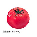岐阜県 などの国内産 トマト 3個入 1パック