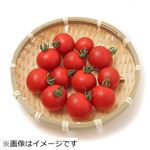 熊本県などの国内産 ミニトマト 1パック