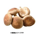 富山県などの国内産 生椎茸（菌床栽培）100g1パック 【9月15日～9月16日のお受取り】